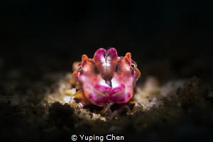 Flamboyant Cuttlefish(Juvenile)/Lembeh strait, Indonesia,... by Yuping Chen 